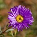 Shark Bay Daisy P8043143