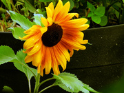 4th Aug 2024 - Sunflower 