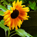 Sunflower  by seattlite