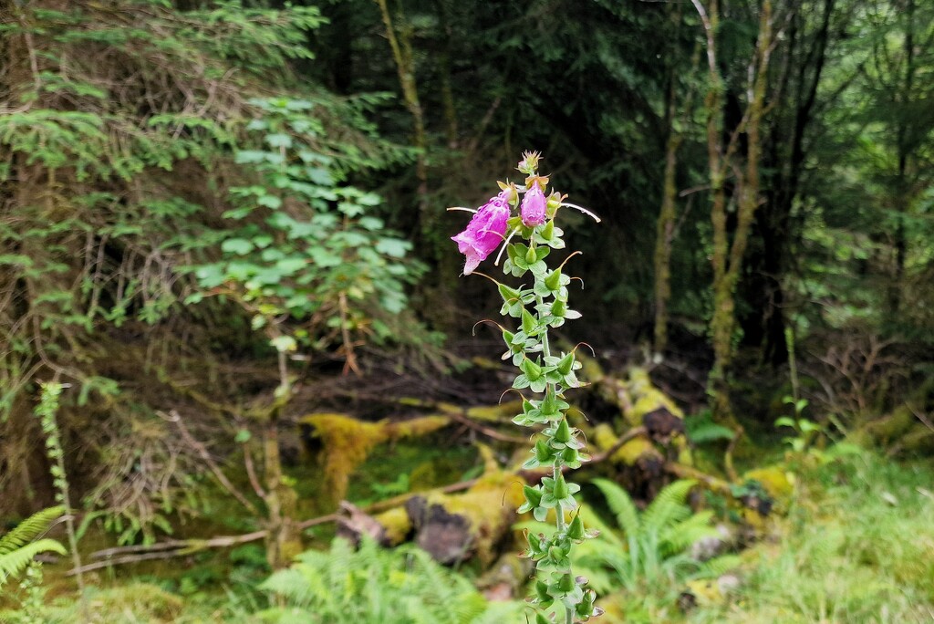 final foxglove by christophercox