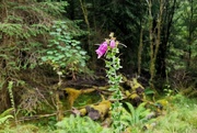 4th Aug 2024 - final foxglove