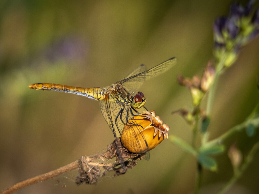 A dragonfly by haskar