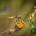 A dragonfly by haskar