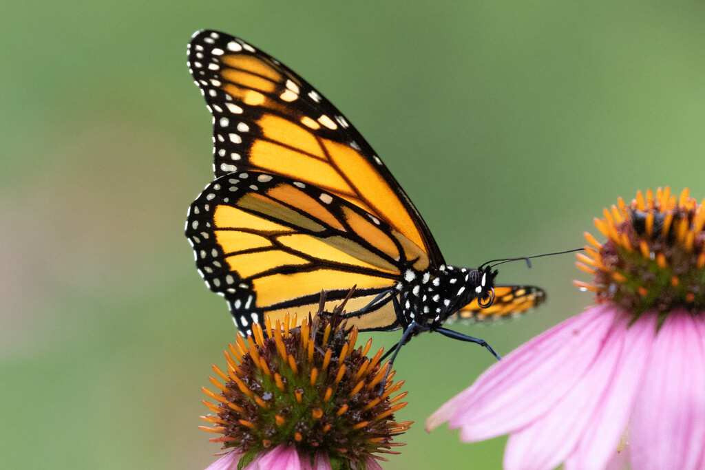 Butterfly in Garden by jpcaron