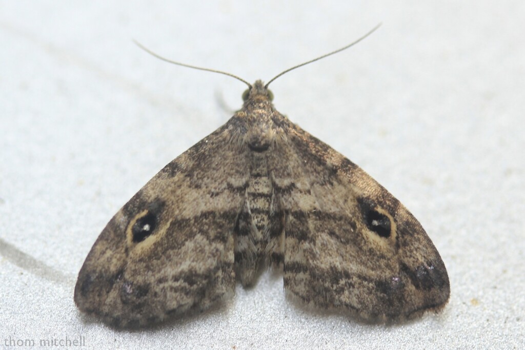 Gold-lined Melanomma Moth by rhoing