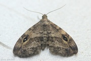 31st Jul 2024 - Gold-lined Melanomma Moth