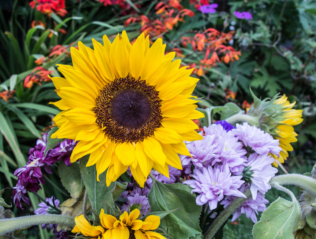 Mixed flowers by busylady