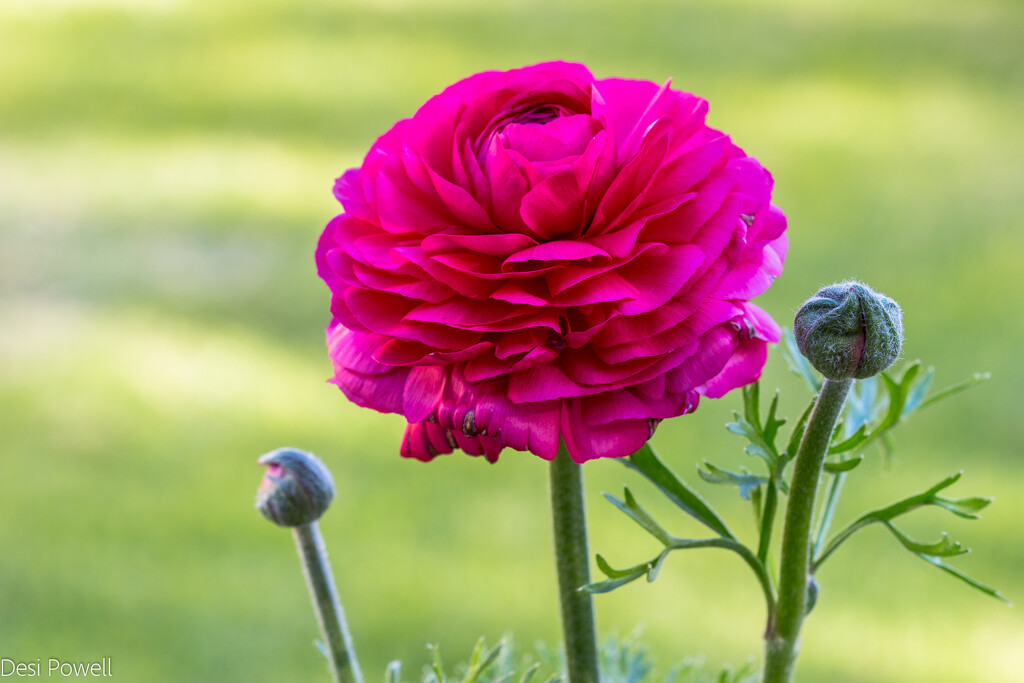 Ranunculus by seacreature