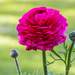 Ranunculus by seacreature