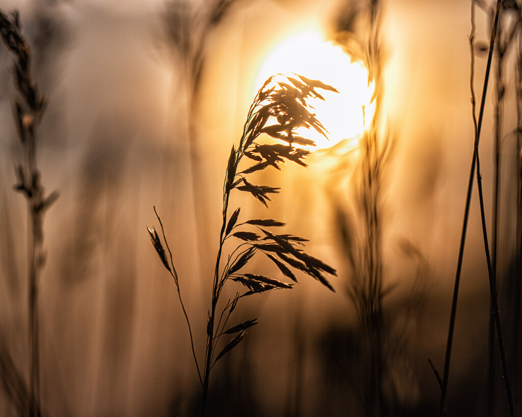 dry grasses by aecasey