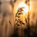 dry grasses by aecasey