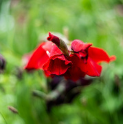 4th Aug 2024 - Gladiolas