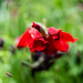 Gladiolas by darchibald