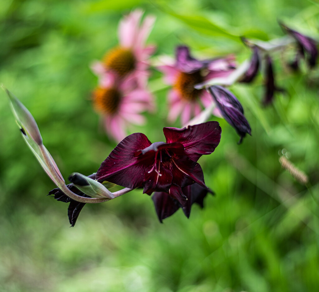 Gladiolas-2 by darchibald