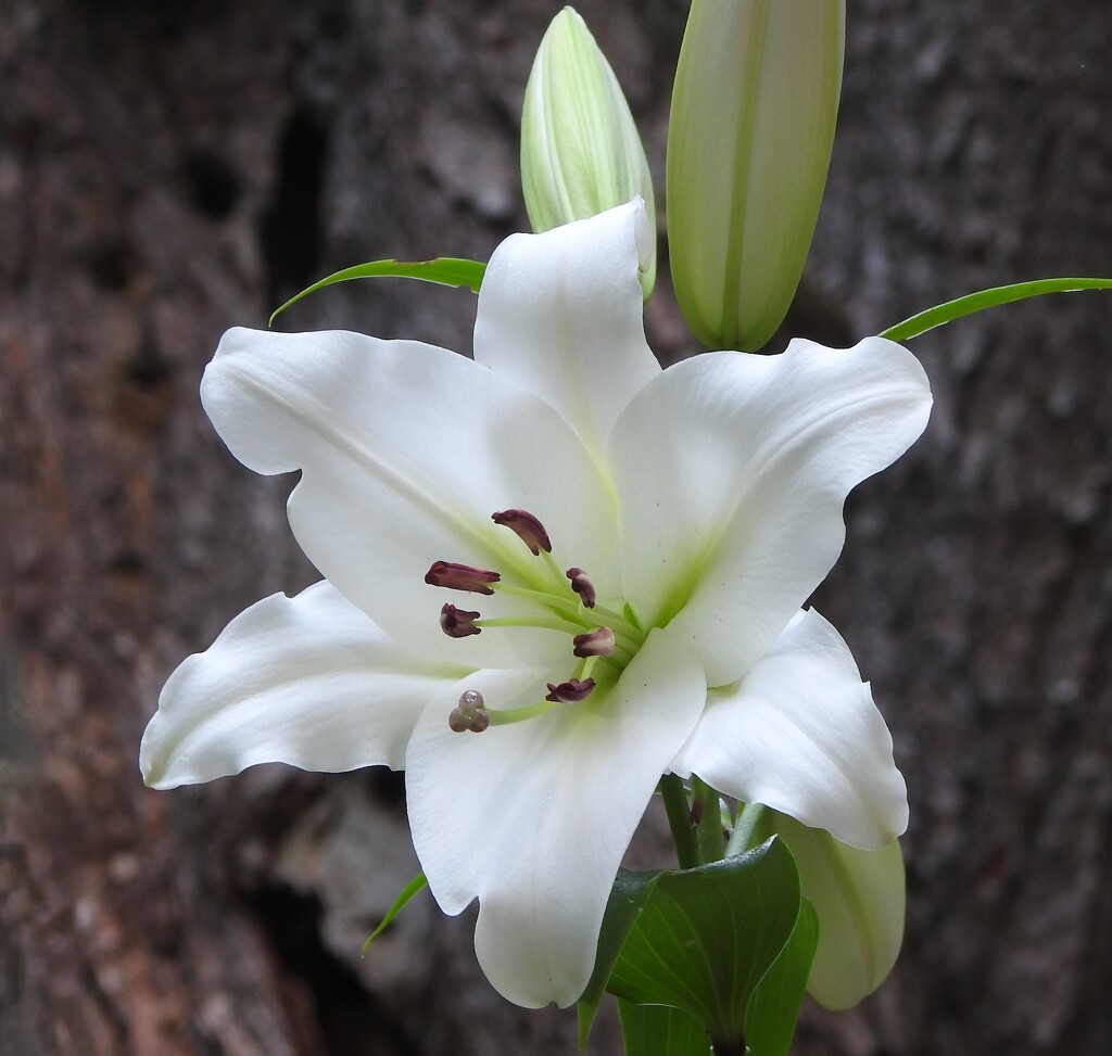 Lilium by sunnygreenwood