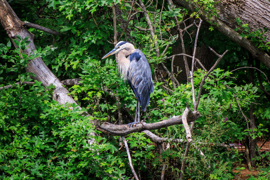 From my local park. by batfish