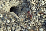 6th Aug 2024 - Not a favourite! The Aussie Bull Ant!