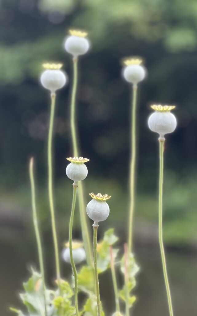 Poppy seed heads by tinley23