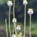 Poppy seed heads by tinley23