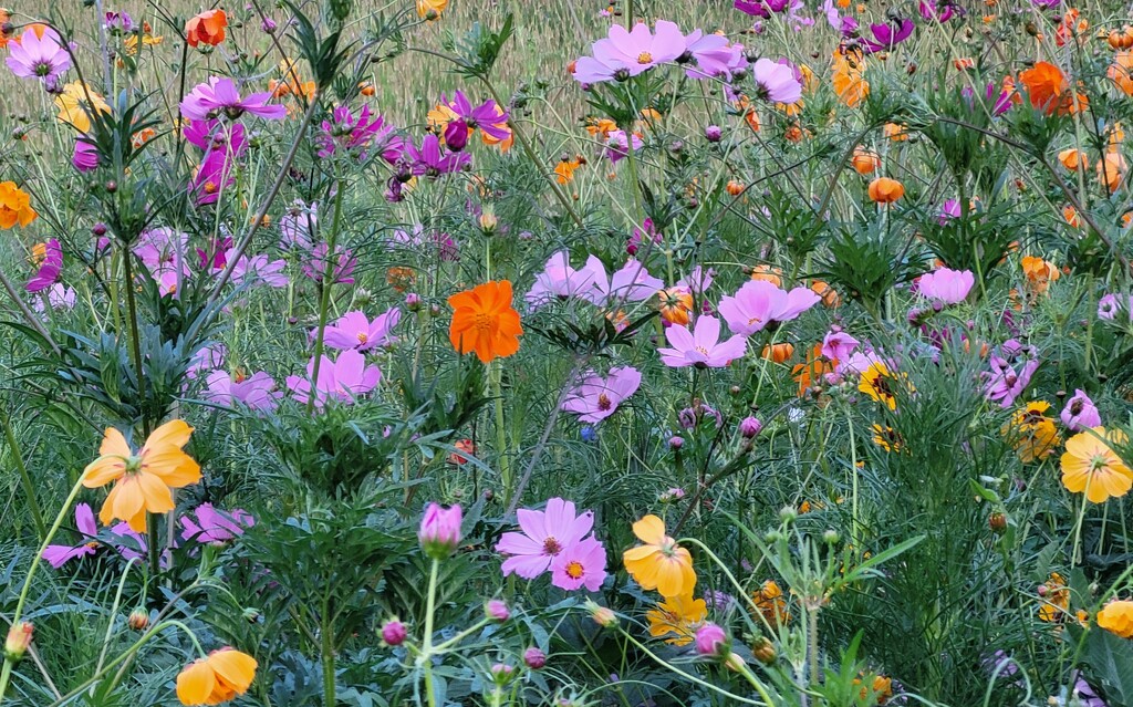 Wild flowers by scoobylou