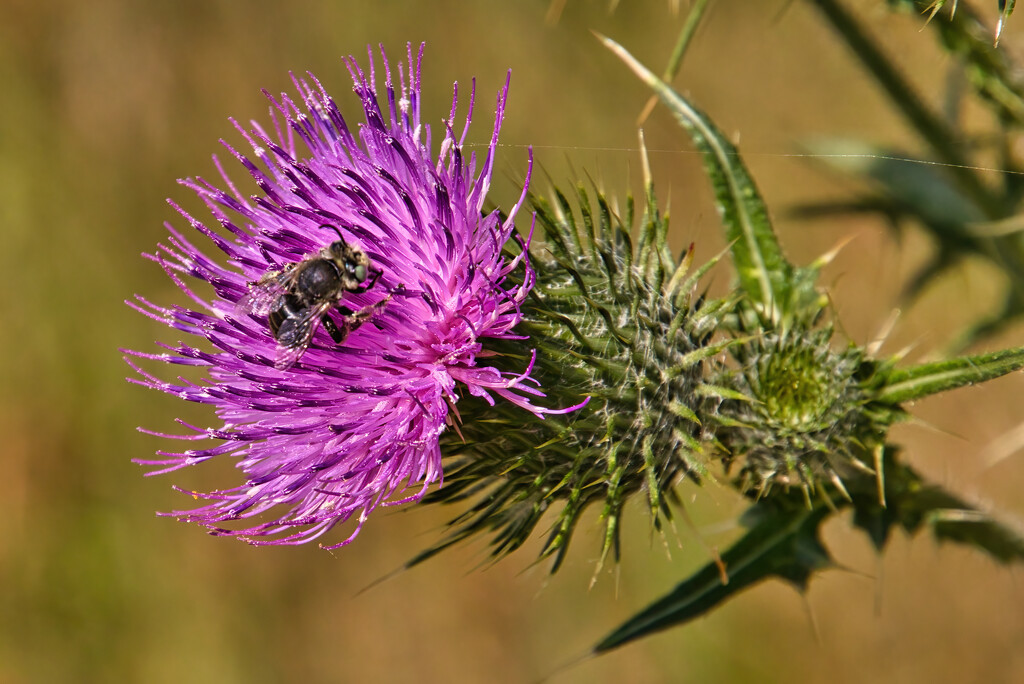 Prickly customer by gaf005