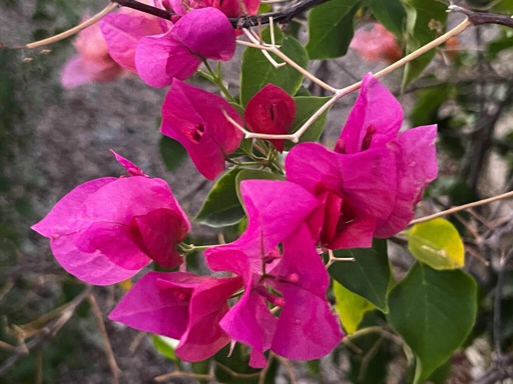 8 2 Hot Pink Bougainvillea by sandlily