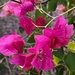 8 2 Hot Pink Bougainvillea by sandlily