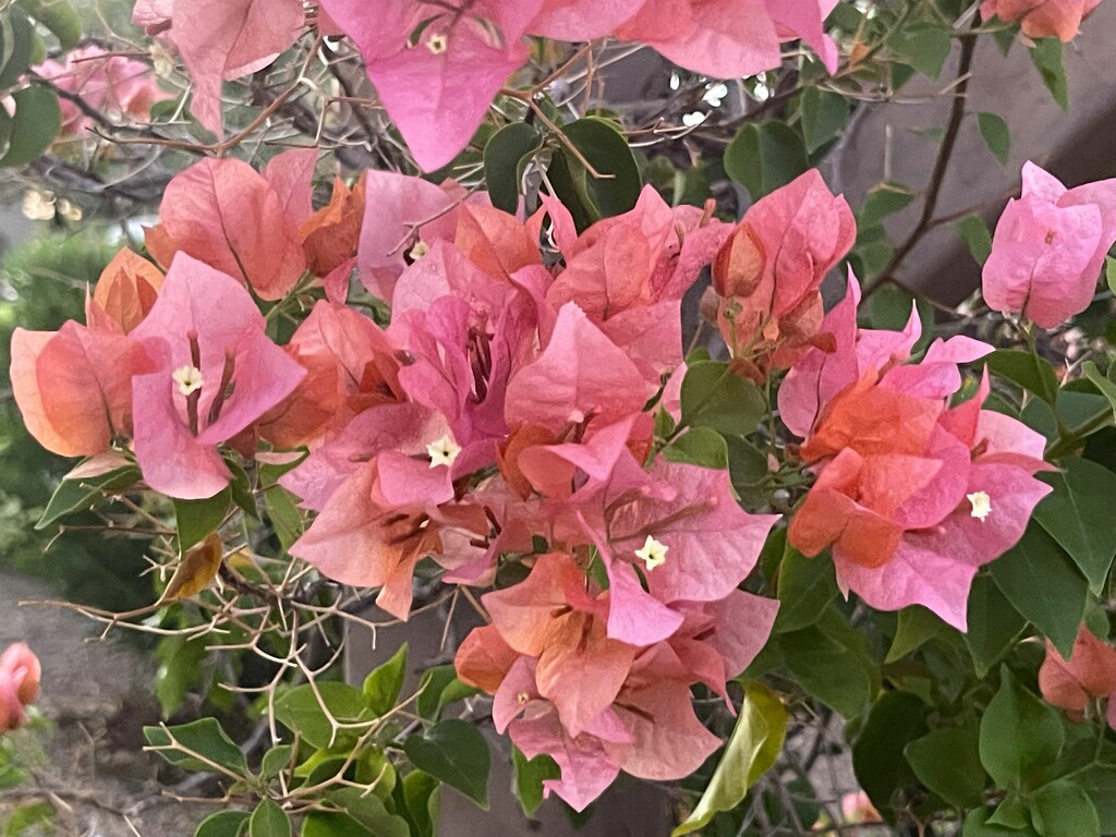 8 2 Bougainvillea at Pisa Pizza by sandlily