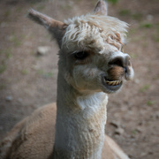 4th Aug 2024 - A grinning Alpaca