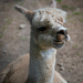 A grinning Alpaca by anncooke76