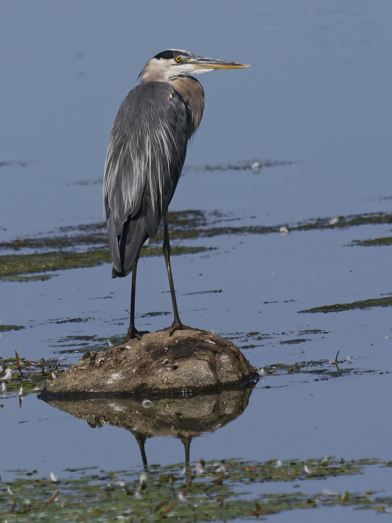 great blue heron by rminer