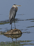 4th Aug 2024 - great blue heron