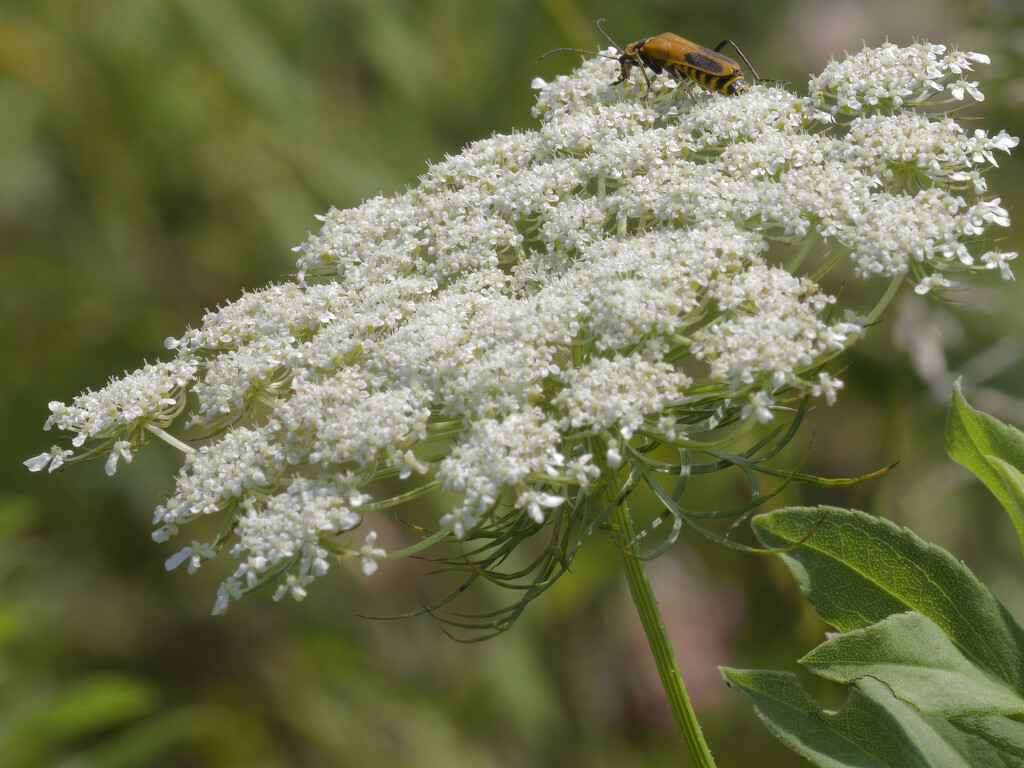 Queen Anne's Lace by rminer