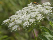 4th Aug 2024 - Queen Anne's Lace