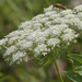 Queen Anne's Lace by rminer