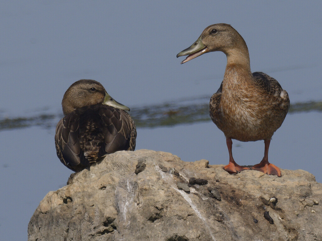 mallard pair by rminer