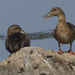 mallard pair by rminer