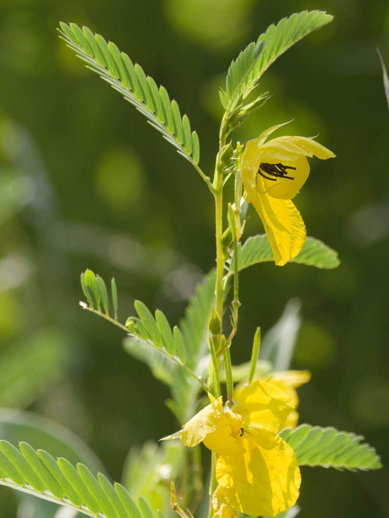 partridge pea by rminer