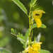 partridge pea by rminer