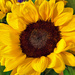 I love getting sunflowers for a bouquet by joansmor