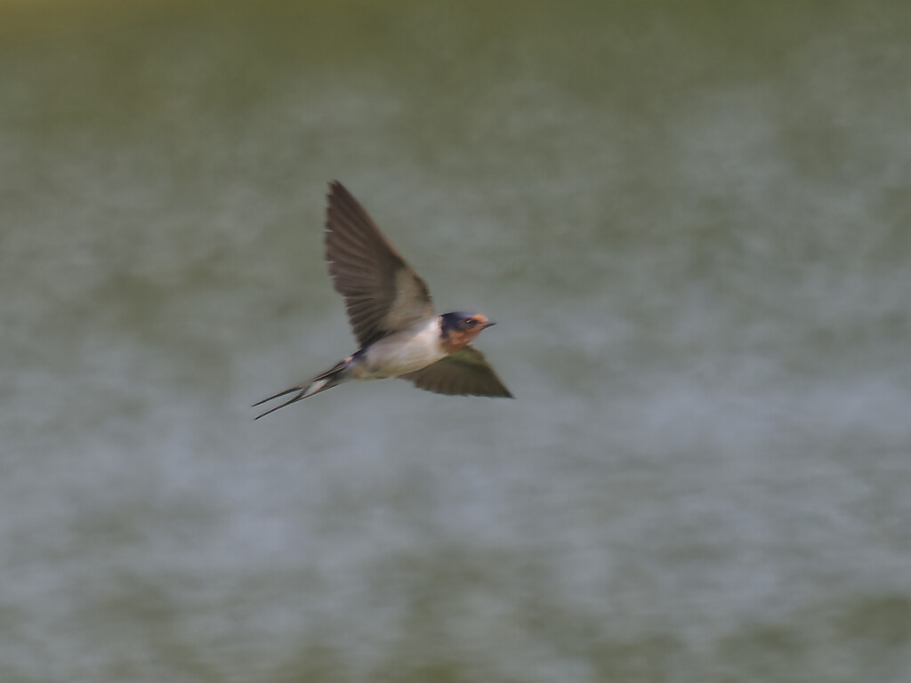 barn swallow by rminer