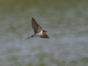 4th Aug 2024 - barn swallow