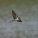 barn swallow by rminer