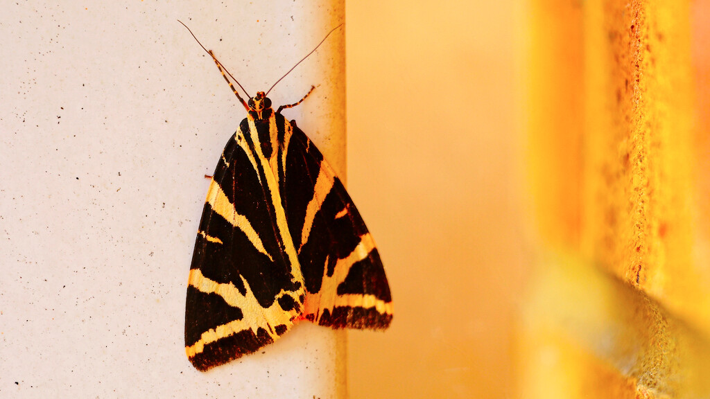 Yellow and black moth... by neil_ge