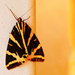 Yellow and black moth... by neil_ge