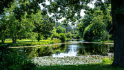 3rd Aug 2024 - pond in shade