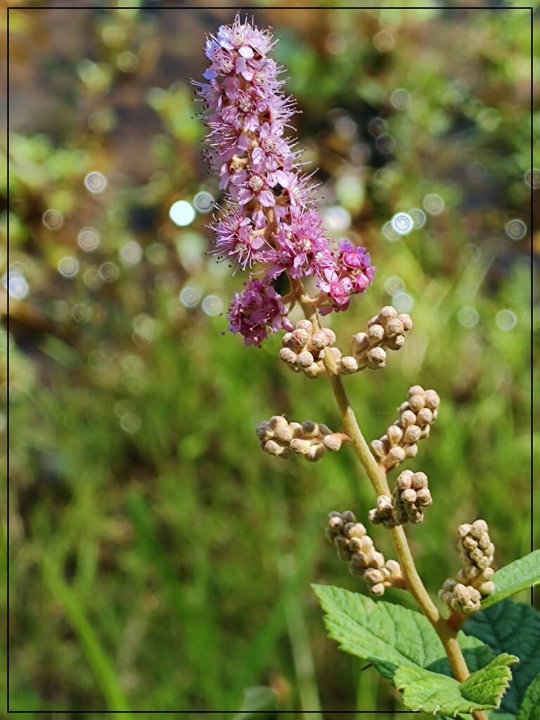 Bokeh-licious Wildflower by olivetreeann