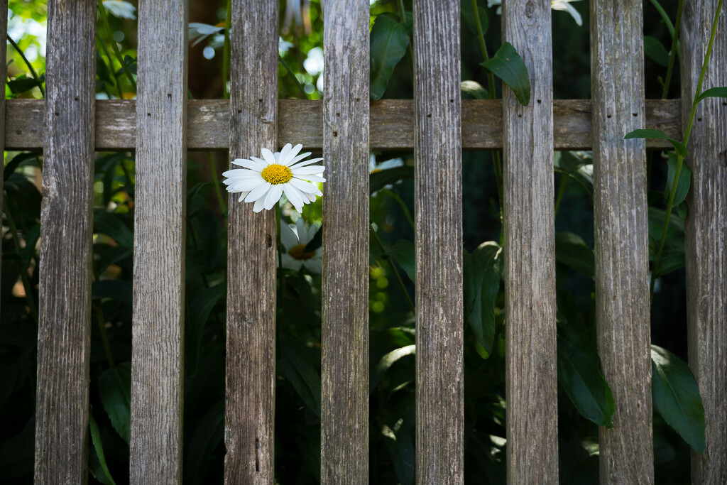 Don't Fence Me In by cdcook48