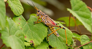 4th Aug 2024 - Eastern Lubber Grasshopper!