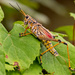 Eastern Lubber Grasshopper! by rickster549